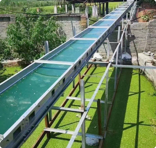 Horizontal Manure Scraper | Automatic Cross Manure Removal System for Poultry Farm