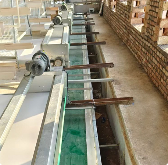 Horizontal Manure Scraper | Automatic Cross Manure Removal System for Poultry Farm