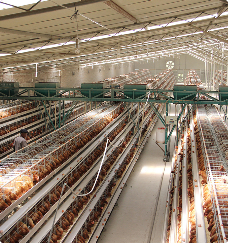 Gantry Type Feeding Cart | Frequency Conversion Sowing Feeder for Poultry