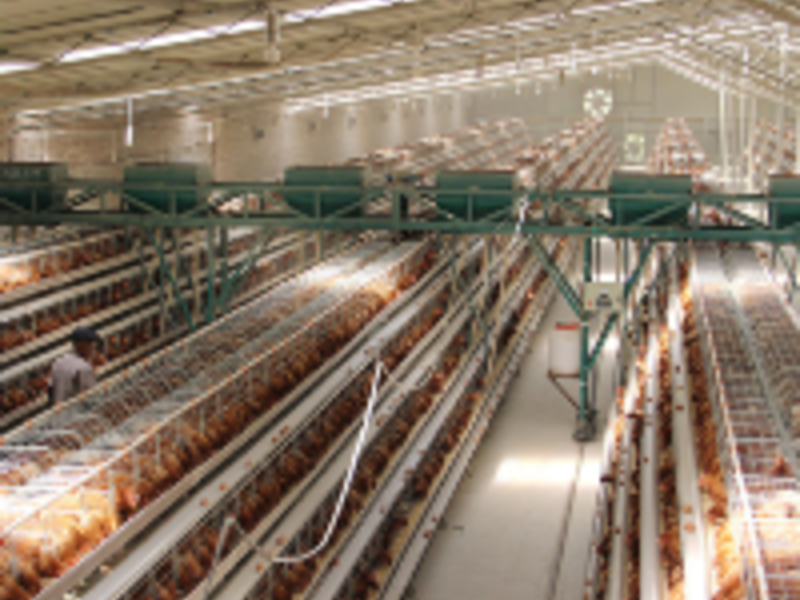 Automatic feeding and drinking system