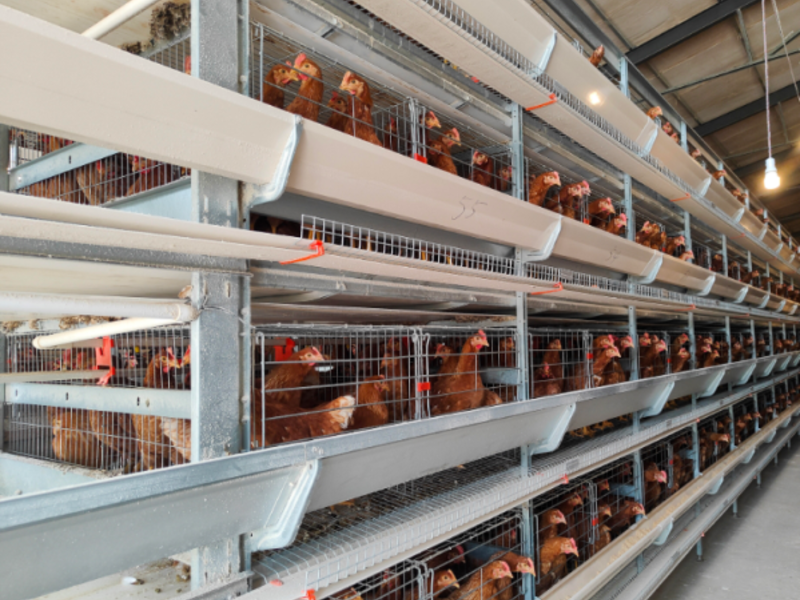 Automated chicken cages and egg collection system