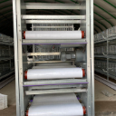 Full set automatic chicken breeding equipment, feeding line, cage system and practical guide for healthy and efficient chicken raising