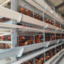 Full set automatic chicken breeding equipment, feeding line, cage system and practical guide for healthy and efficient chicken raising