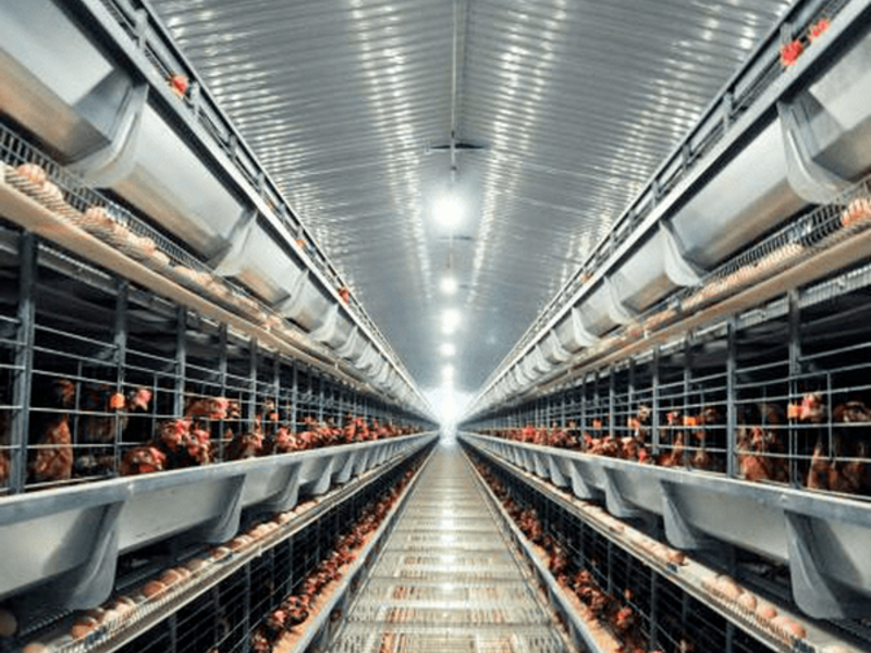 Complete Guide to Successful Chicken Raising | Automatic Poultry Farming Equipment