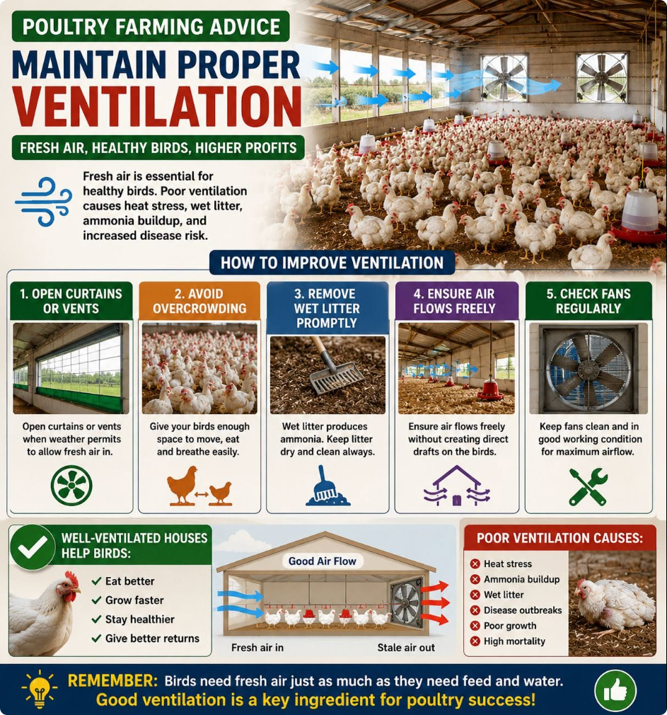 Proper Poultry House Ventilation Guide: Boost Chicken Health, Reduce Mortality & Maximize Farm Profi