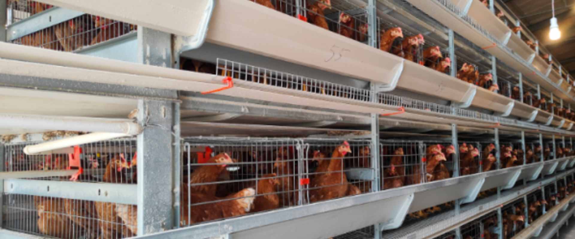 Automatic Poultry Farming Equipment Manufacturer | Chicken Cage System Supplier
