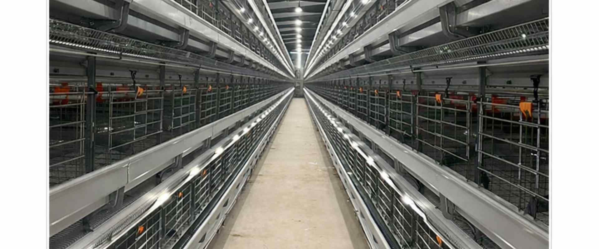 Automatic Poultry Farming Equipment Manufacturer | Chicken Cage System Supplier