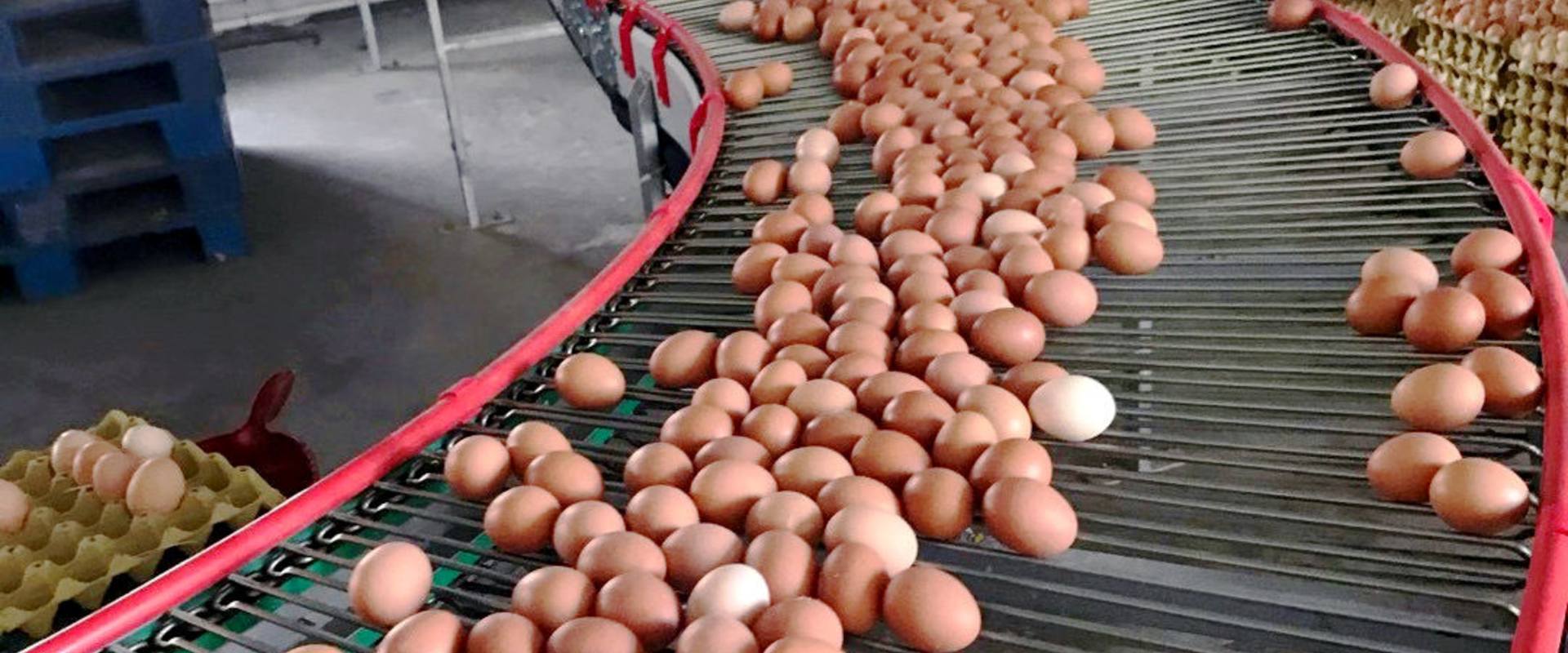Automatic Poultry Farming Equipment Manufacturer | Chicken Cage System Supplier