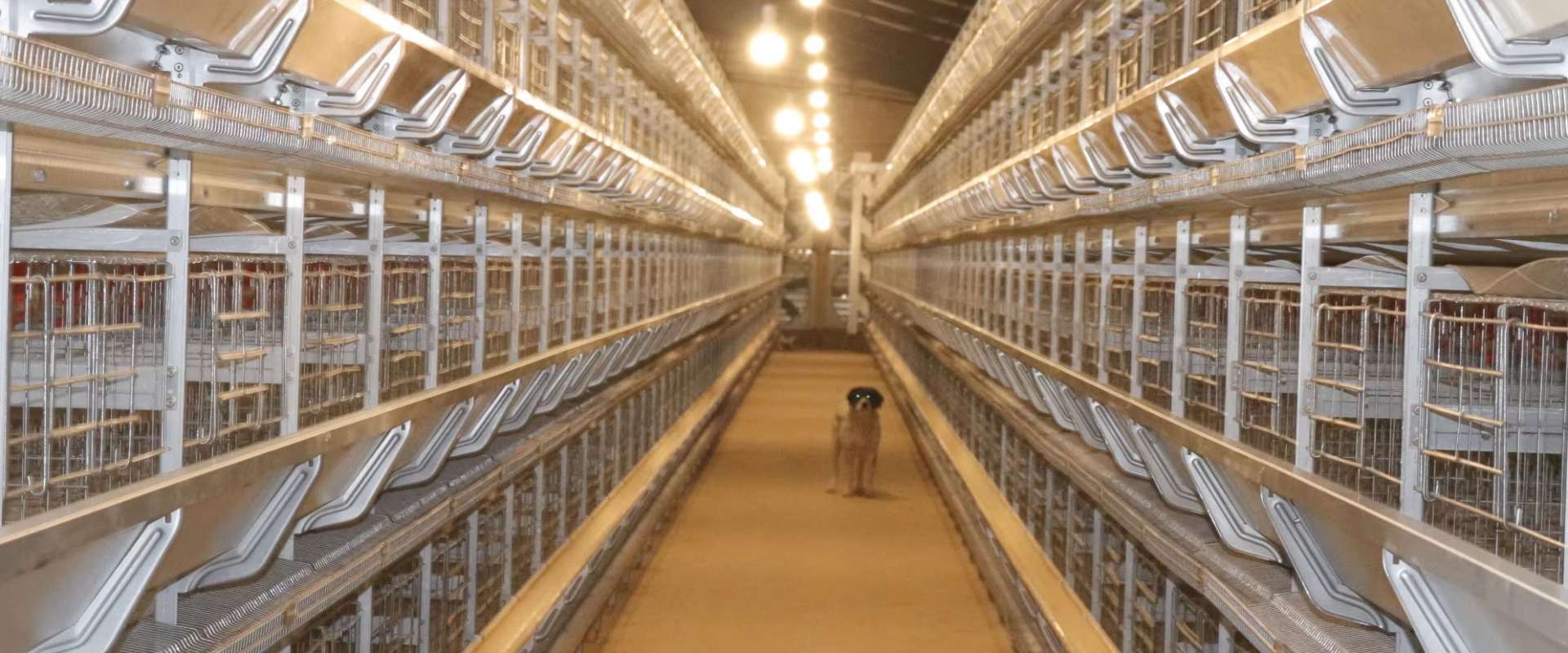 Automatic Poultry Farming Equipment Manufacturer | Chicken Cage System Supplier