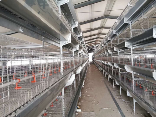 Fully automatic H type stacked broiler cage system, hot galvanized poultry raising equipment for Brazil Africa commercial broiler farm