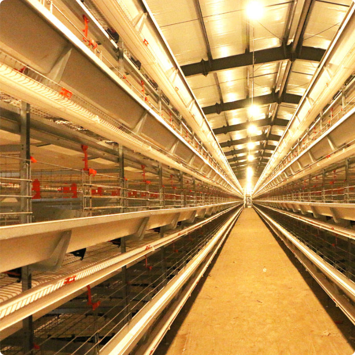 Fully automatic H type stacked broiler cage system, hot galvanized poultry raising equipment for Brazil Africa commercial broiler farm