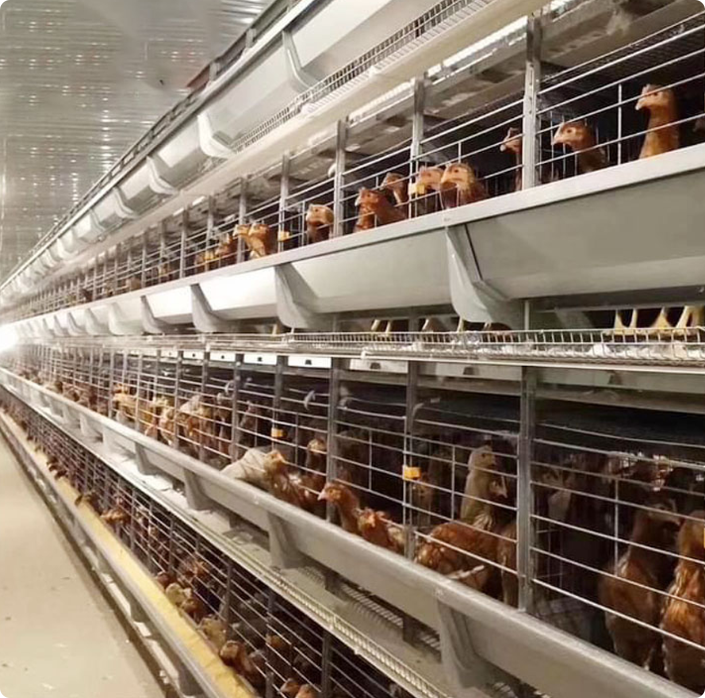 H-Type Stacked Broiler Cage System: Maximize Farm Profit with Full Automatic Intensive Raising