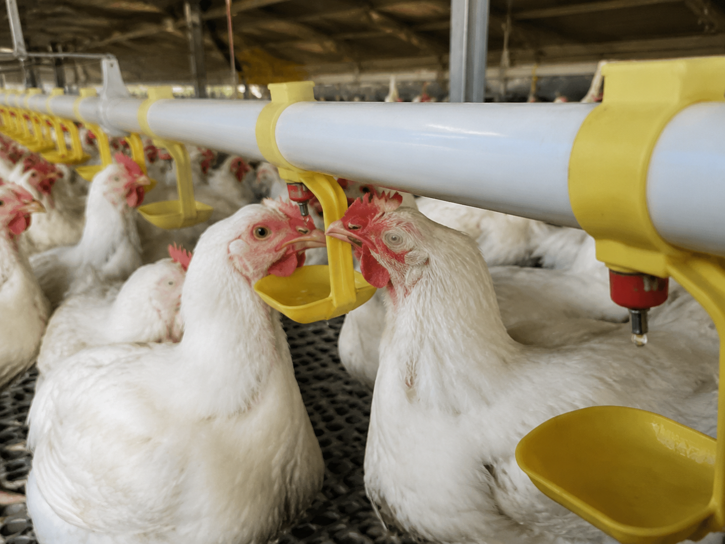 Automatic poultry farming equipment in a modern chicken farm with feeding system, drinking system, multi-tier cage system and smart control panel Automatic poultry farming equipment in a modern chicken farm with feeding system, drinking system, multi-tier cage system and smart control panel