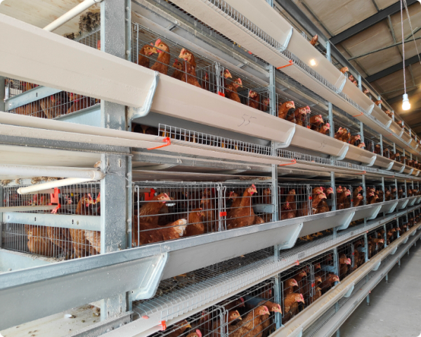 Automatic poultry farming equipment in a modern chicken farm with feeding system, drinking system, multi-tier cage system and smart control panel Automatic poultry farming equipment in a modern chicken farm with feeding system, drinking system, multi-tier cage system and smart control panel