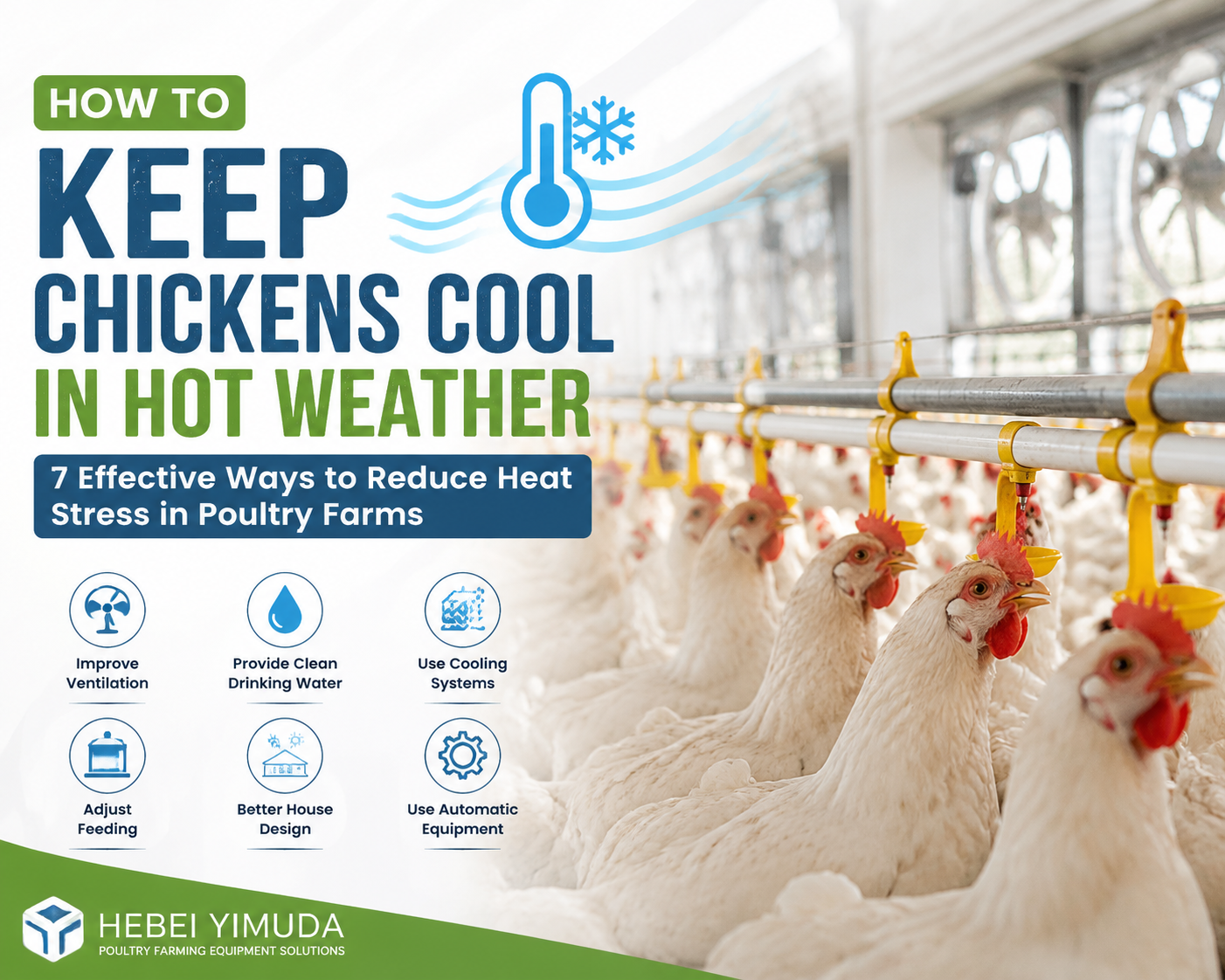 How to Keep Chickens Cool in Hot Weather: 7 Effective Ways to Reduce Heat Stress in Poultry Farms