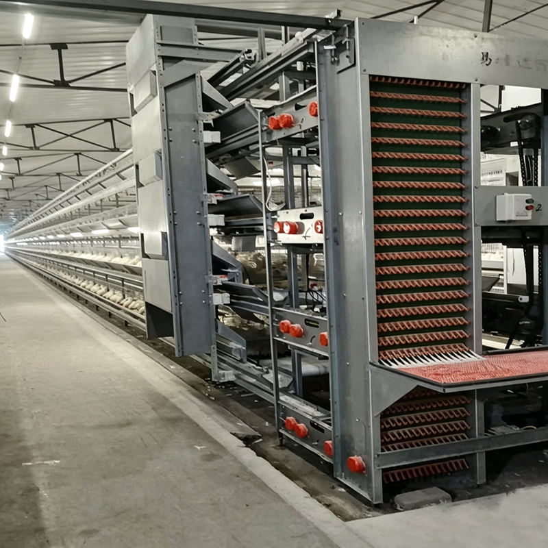 H Type Automatic & Manual Chicken Cage Layer Broiler Battery Complete Poultry Farming Equipment 