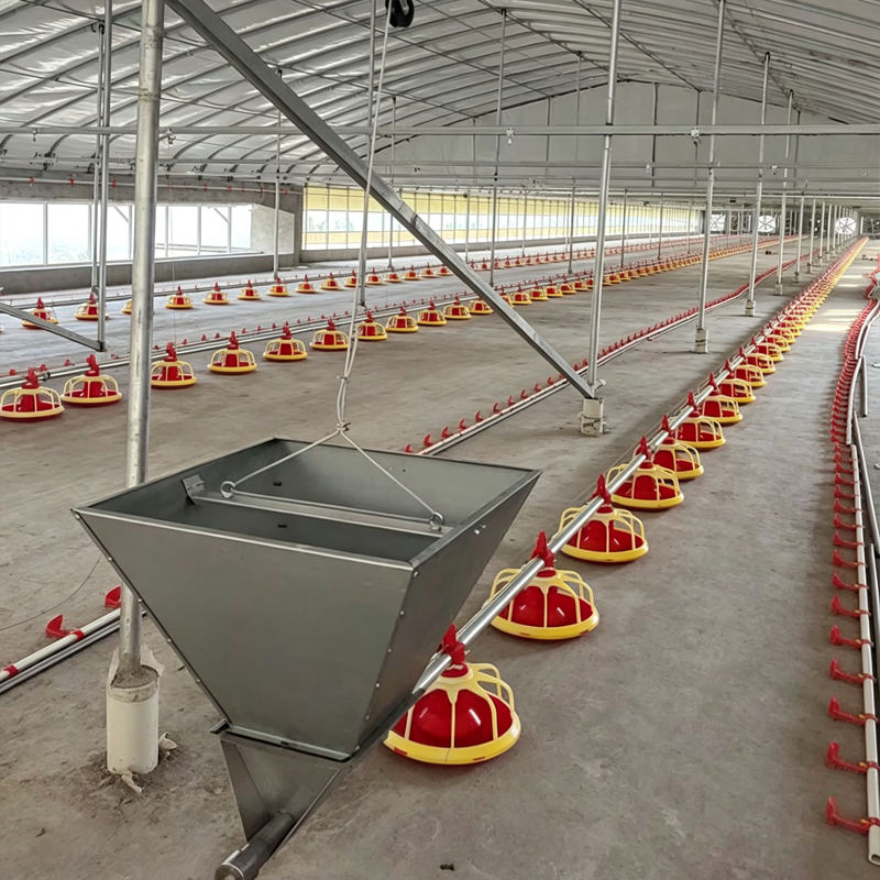 Broiler Floor Raising System Suspended Pan Feeding Nipple Drinking Line Complete Poultry Farmer